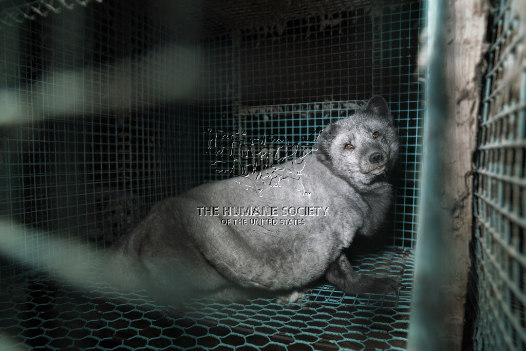 Finnraccoon woolrich sales