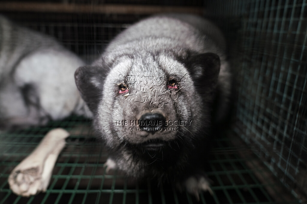 Foxes, dogs, raccoons, minks: the farms of shame in Finland. - DV8