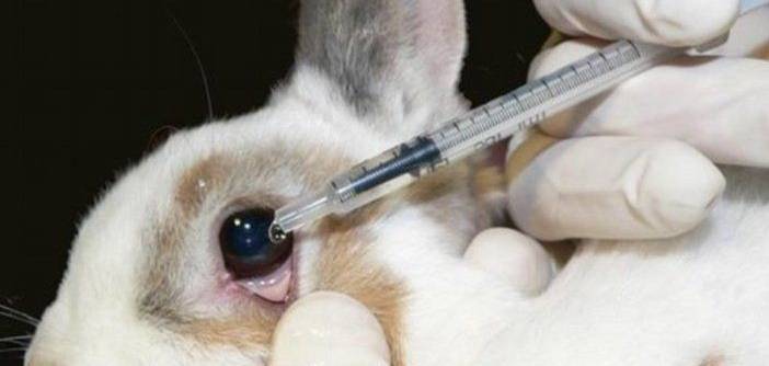 In vivo, in vitro, in silico the right variation towards stopping animal testing. - DV8 World News