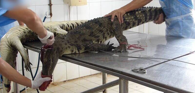 Elena Larea plays the part of a dead crocodile during a protest against animal  cruelty outside a luxury Hermes store in Mexico City, Wednesday, Aug. 5,  2015. The sign behind reads in