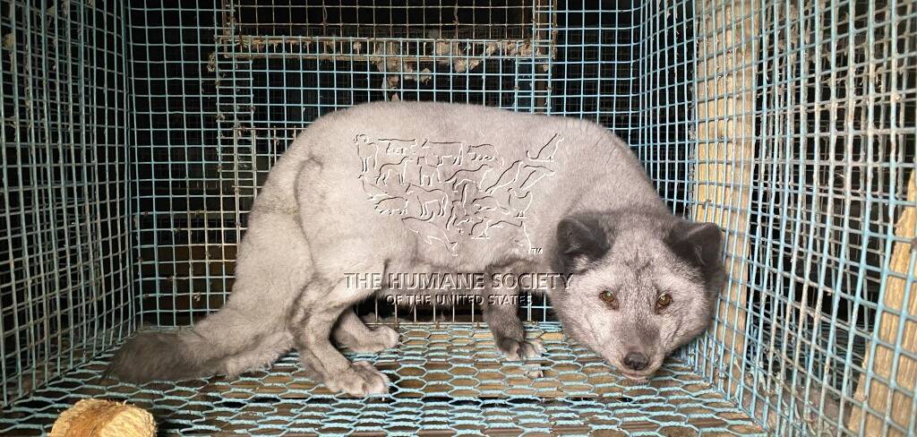 Foxes, dogs, raccoons, minks: the farms of shame in Finland. - DV8