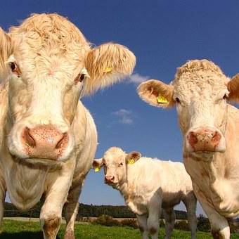 Livestock is destroying our planet.